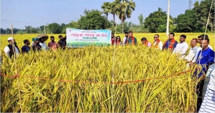 আমন আবাদে লক্ষ্যমাত্রা ছাড়াল চাটমোহর, বাম্পার ফলনের আশা